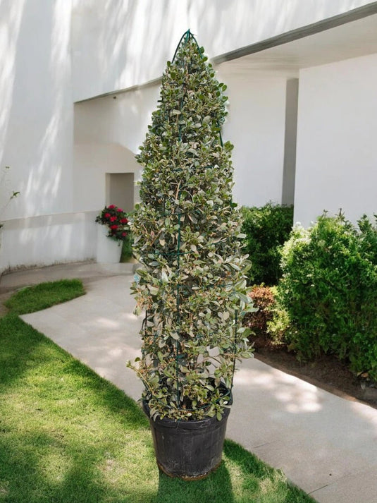 Conocarpus Erectus | Damas tree | Outdoor Plant | 170 - 190 cm - Freshplants