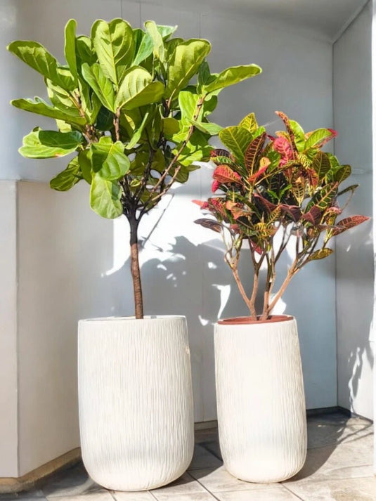 Cool Breeze Bundle | Ficus Lyrata, Croton | Long Ceramic Pot Set Included - Freshplants