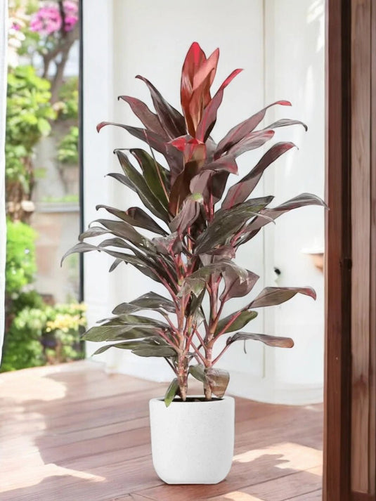 Cordyline - Fruticosa Tango or Ti Plant | 30 cm to 120 cm | Ceramic and Nursery Pot - Freshplants