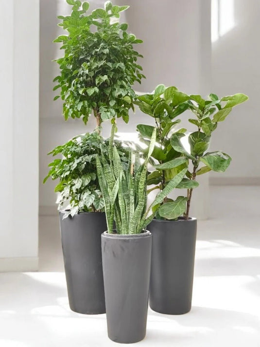 Cosmic Greens Bundle | Radermachera 2 Step , Ficus Lyrata 3PP, Snake Plant | Black Long Ceramic Pot Set - Freshplants