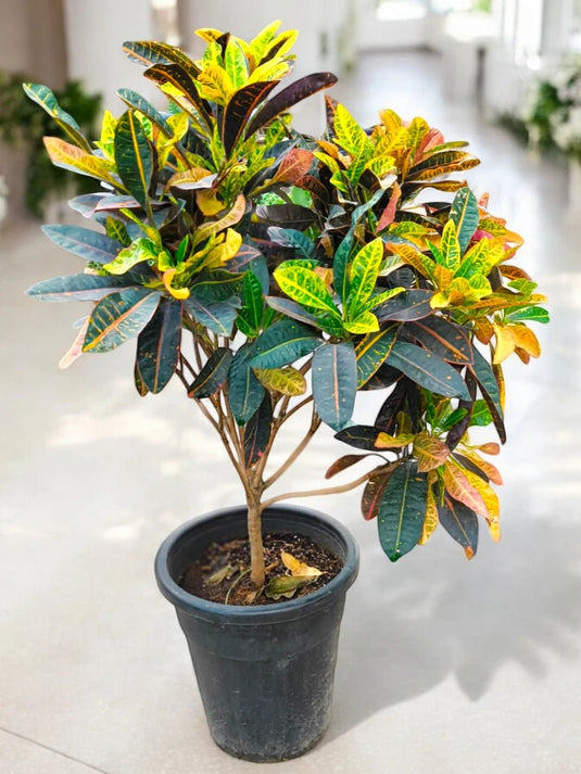 Croton - Codiaeum Variegatum - Freshplants