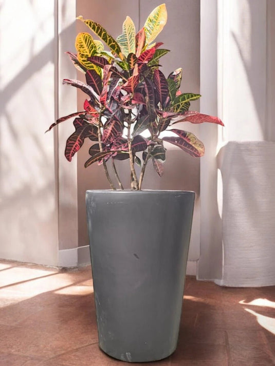 Croton - Codiaeum Variegatum | 70 - 90 cm | Black Long Ceramic Pot - Freshplants