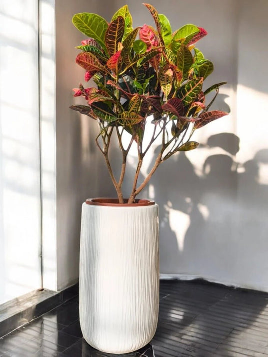 Croton - Codiaeum Variegatum | 90 - 110 cm | Long Ceramic Pot - Freshplants