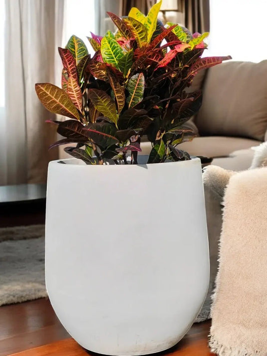 Croton - Fiber Pot Included | 70 - 90 cm - Freshplants