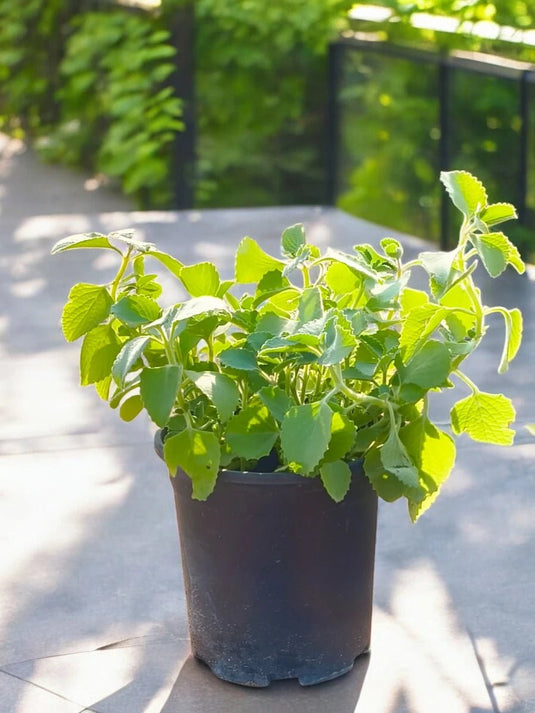 Cuban Oregano | Mexican Mint | Green Oregano | 15 - 25 cm - Freshplants