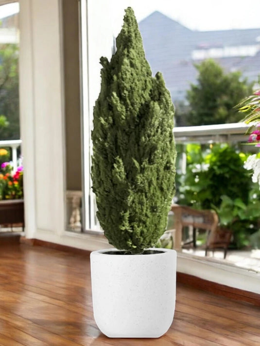 Cupressus - Funeral Cypress, Mediterranean Cypress - Freshplants