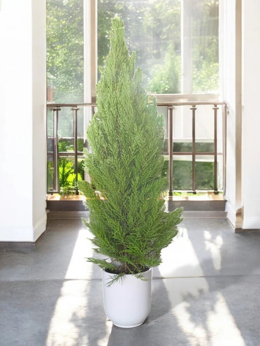 Cupressus - Funeral Cypress, Mediterranean Cypress - Freshplants