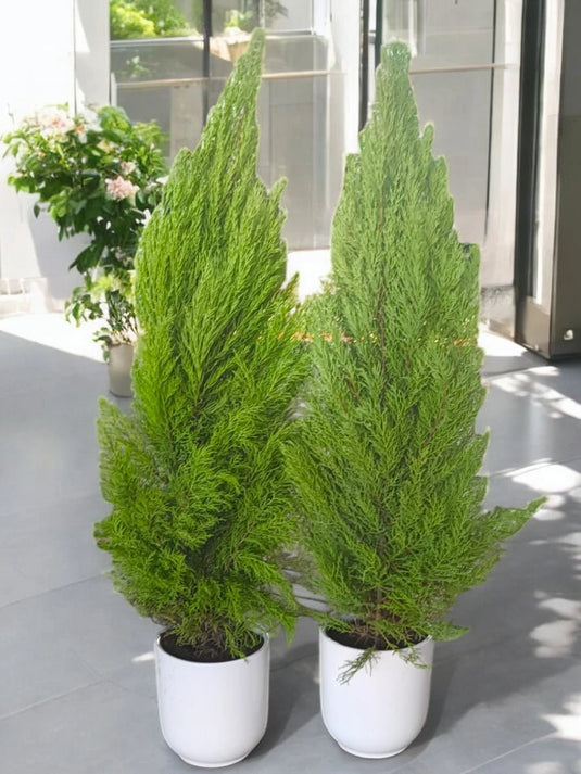 Cupressus Twice Bundle | Funeral Cypress, Mediterranean Cypress - Freshplants