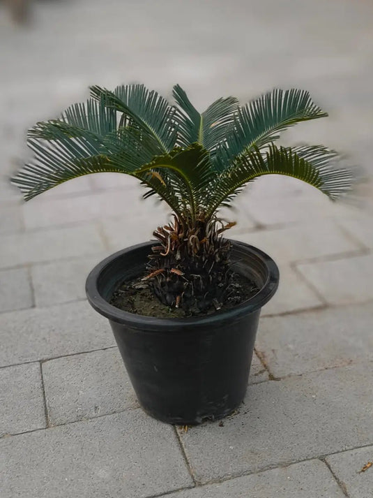 Cycas Palm or Sago Palm | Fast and Free Delivery | Nursery Pot - Freshplants