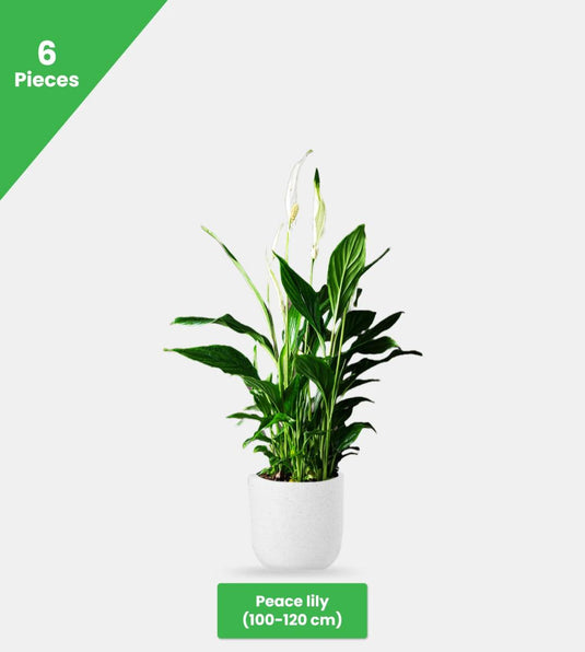 Deluxe Duo Bundle - 11 x Plants - Freshplants