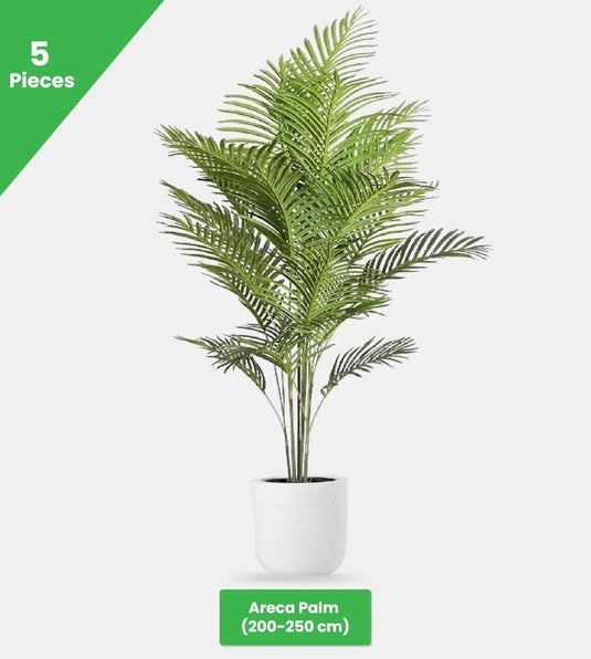 Deluxe Duo Bundle - 11 x Plants - Freshplants