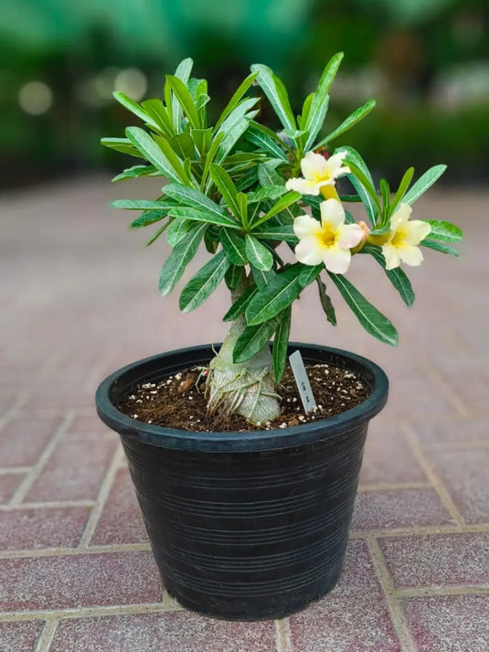 Desert Rose - Adenium Obesum | Nursery Pot | 30 - 40 cm - Freshplants