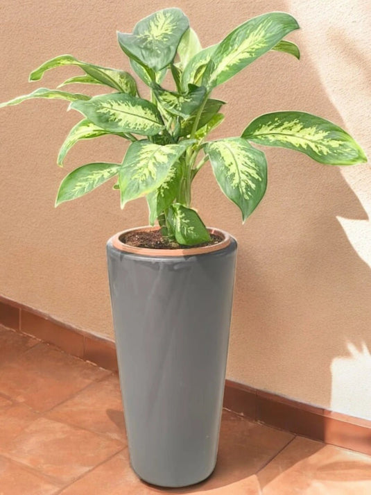 Dieffenbachia or Dumb Cane or Tropic Snow | Black Long Ceramic Pot | 60 - 80 cm - Freshplants