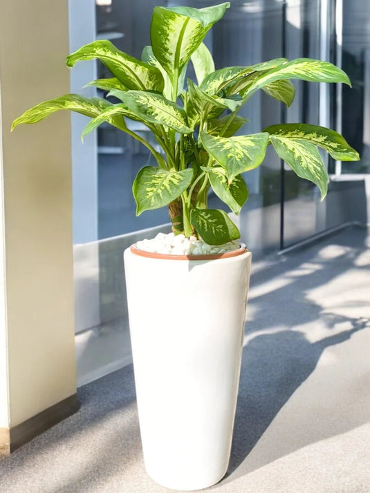 Dieffenbachia or Dumb Cane or Tropic Snow | White Long Ceramic Pot | 50 - 80 cm - Freshplants