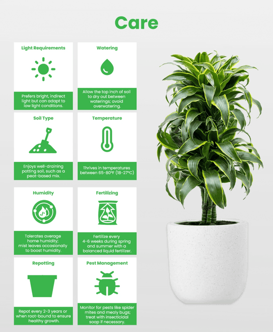 Dracaena Art - Freshplants