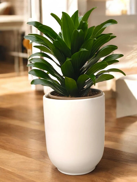 Dracaena Art | 50 - 180 cm | Nursery and Ceramic Pot Repotted - Freshplants