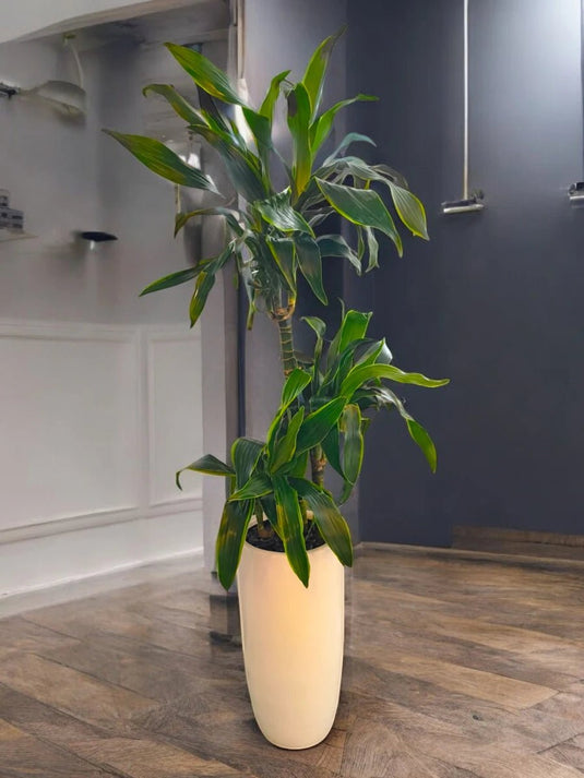 Dracaena Art | 50 - 180 cm | Nursery and Ceramic Pot Repotted - Freshplants