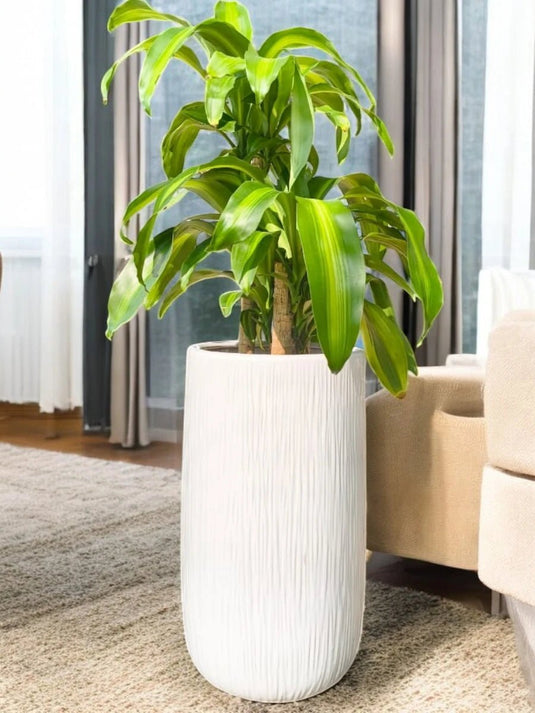 Dracaena Art | 80 - 100 cm | Long Ceramic Pot - Freshplants