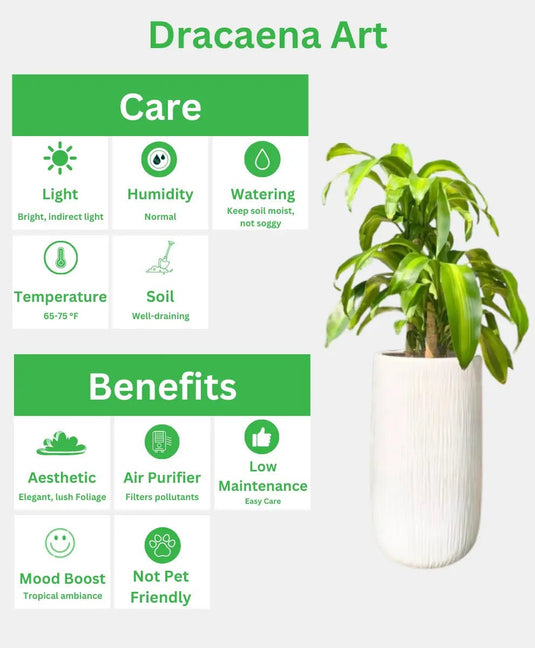 Dracaena Art | 90 - 110 cm | Indoor Plant | White Ceramic Long Pot - Freshplants