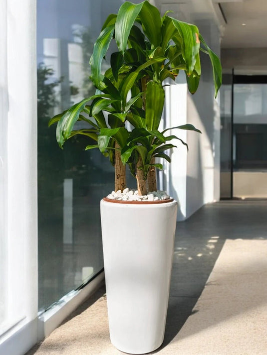 Dracaena Art | 90 - 110 cm | Indoor Plant | White Ceramic Long Pot - Freshplants