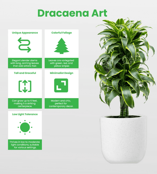 Dracaena Art - Freshplants