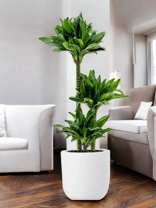 Dracaena Compacta or Compact Dragon Tree - Freshplants