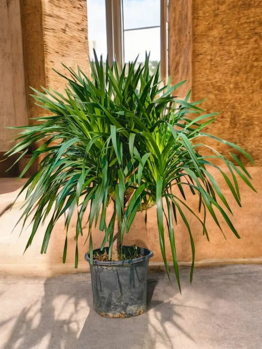 Dracaena Dragon Multi Head | Indoor | 70 - 90 cm - Freshplants