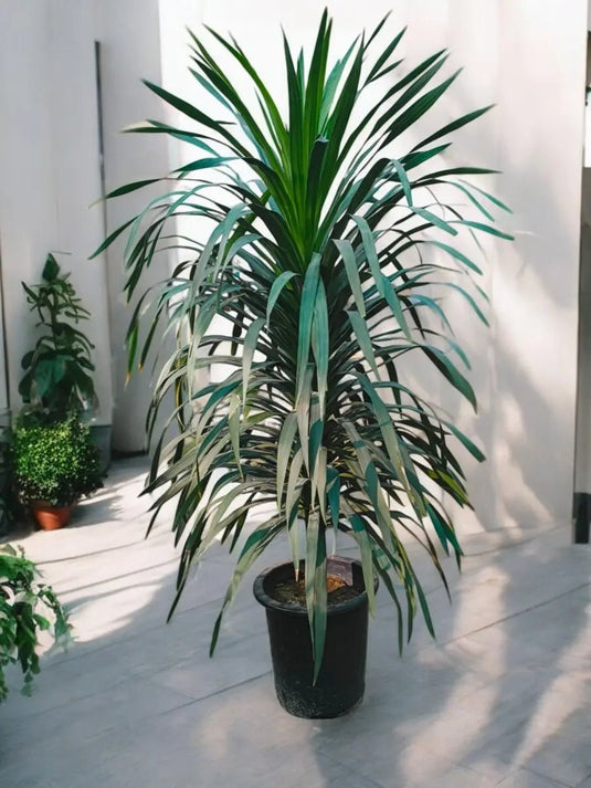 Dracaena Dragon Tree | Outdoor Plant | 150 - 180 cm - Freshplants