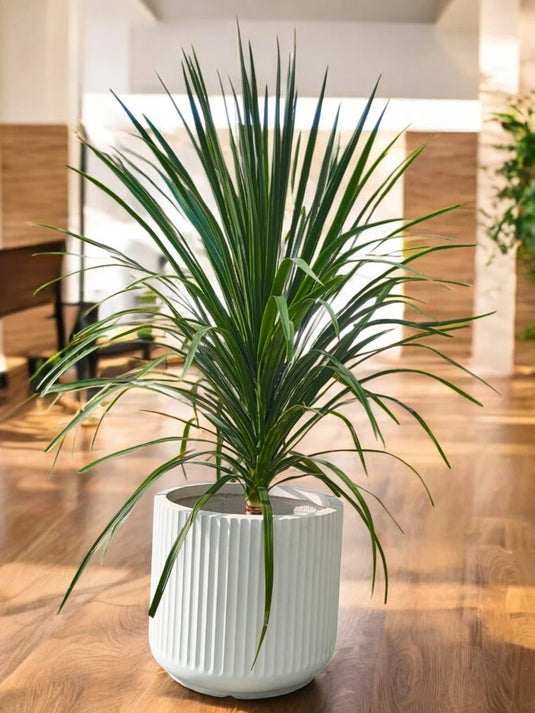 Dracaena Dragon Tree | Outdoor Plant | 70 - 90 cm | Fiber Pot Included - Freshplants