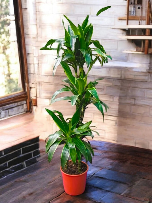 Dracaena Janet Craig | Nursery Pot | 100 - 120 cm - Freshplants