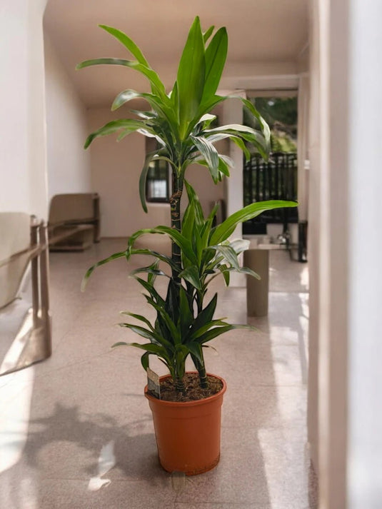 Dracaena Janet Craig | Nursery Pot | 100 - 120 cm - Freshplants