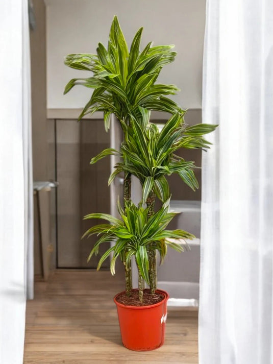 Dracaena Lemon Lime | Nursery Pot | 120 - 140 cm - Freshplants