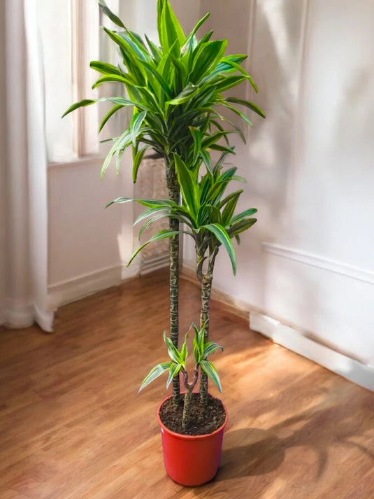 Dracaena Lemon Lime | Nursery Pot | 120 - 140 cm - Freshplants