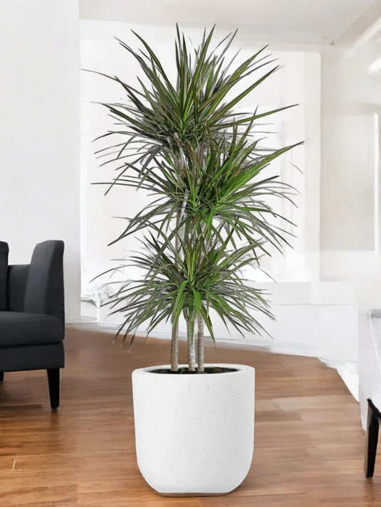 Dracaena Marginata or Madagascar Dragon Tree | 50cm to 180 cm - Freshplants