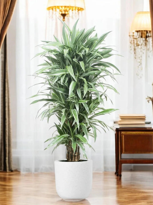 Dracaena Massangeana or Corn Plant - Freshplants