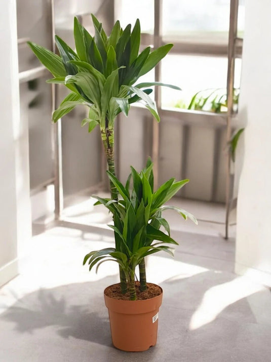 Dracaena Warneckii or Striped Dracaena - Freshplants