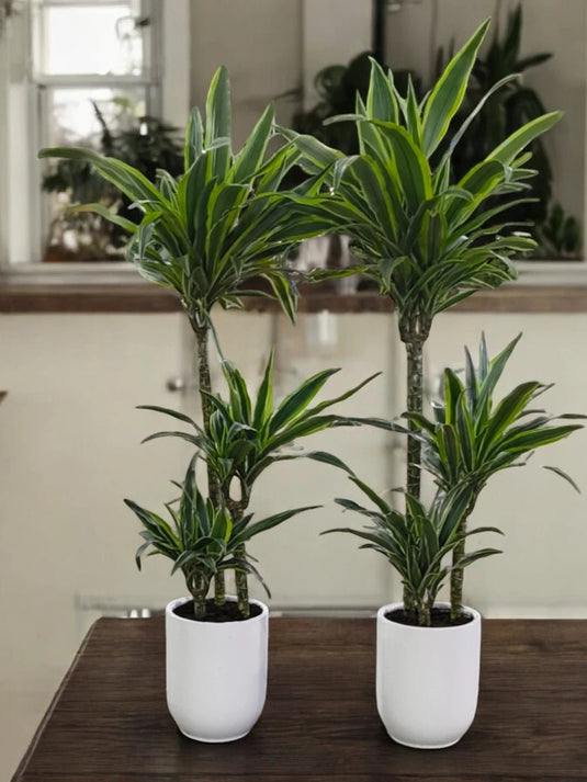 Dracaena Warneckii Twice Bundle | Striped Dracaena - Freshplants