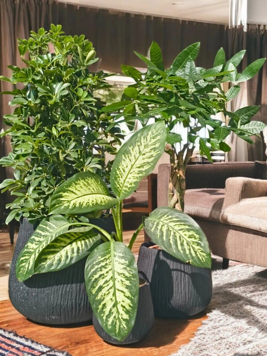 Dubai Luxe Greens Bundle | Saplera, Pachira and Dieffenbachia | Fiber Pots Set - Freshplants