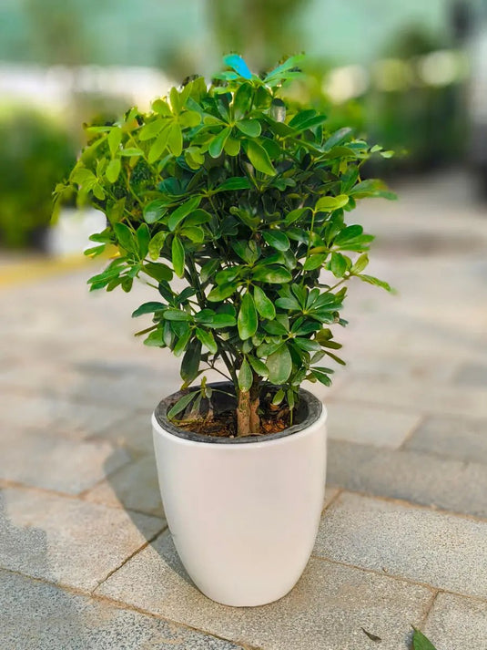 Dwarf Umbrella | Schefflera Arboricola | Gold Capella - Freshplants