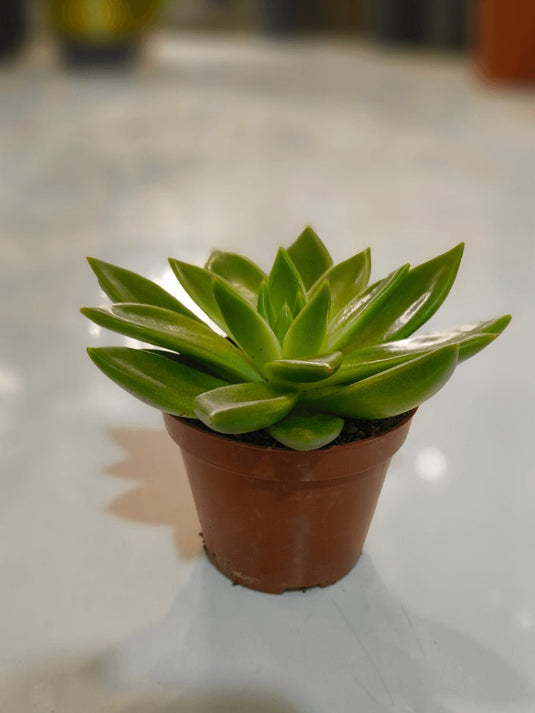 Echeveria Succulent | 8cm - 20cm - Freshplants