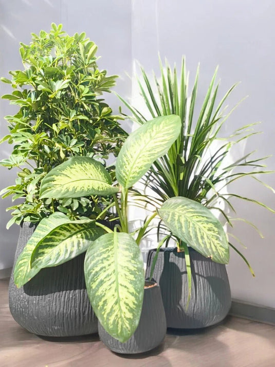 Eco Elegance Pack | Saplera, Dragon Tree ,Dieffenbachia Plant | Fiber Pot Set Included - Freshplants