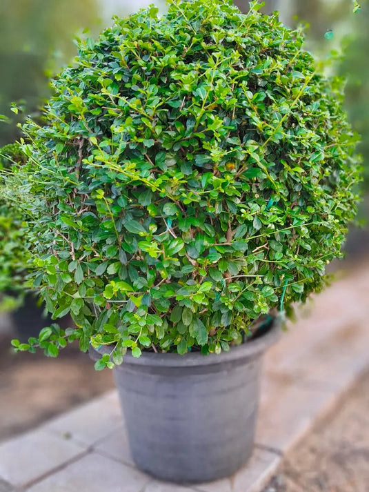 Ehretia Ball Shape - Freshplants