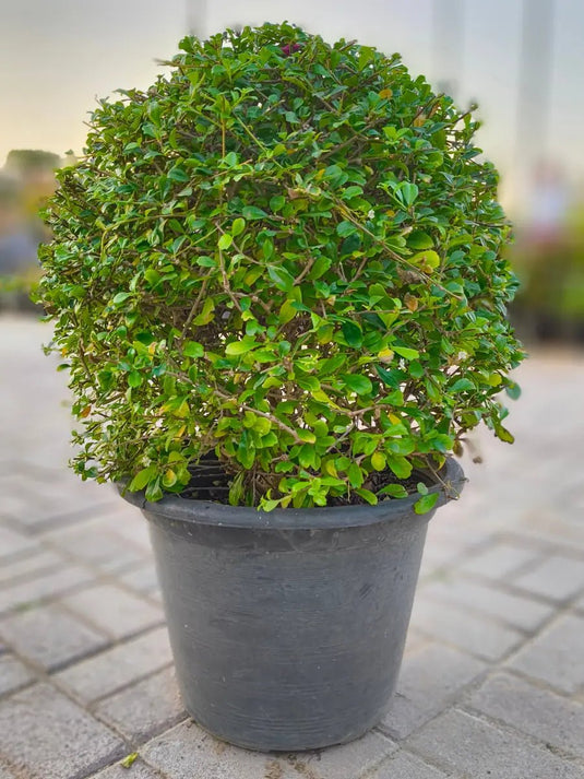 Ehretia Ball Shape - Freshplants