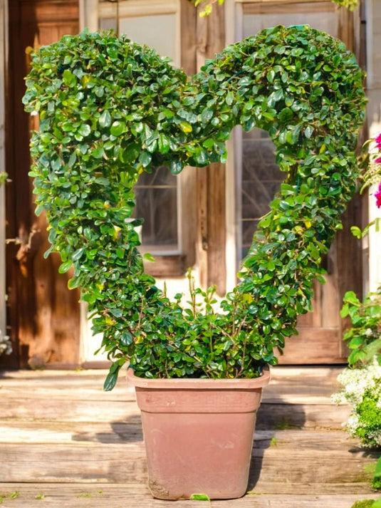 Ehretia Heart Shape | Outdoor Plant | 60 - 80 cm - Freshplants