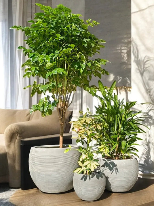 Elegant Green Trio | Radermachera, Rhapis, Saplera Variegatad Plant | Grey Fiber Pot Set Included - Freshplants