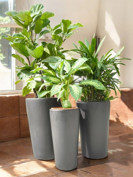 Emirates Serenity Set | Ficus Lyrata 3PP, Rhapis, Dieffenbachia | Black Long Ceramic Pot Set - Freshplants