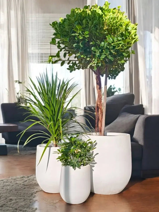 Evergreen Charm Set | Ficus One Head, Yucca, Saplera Plant | Fiber Pot Set Included - Freshplants