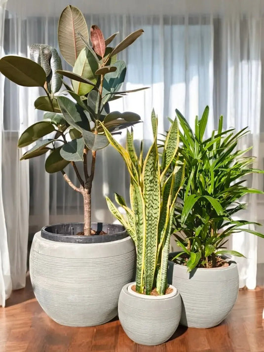 Evergreen Elegance Bundle | Rubber Plant, Rhapis, Snake Plant | Grey Fiber Pot Set Included - Freshplants