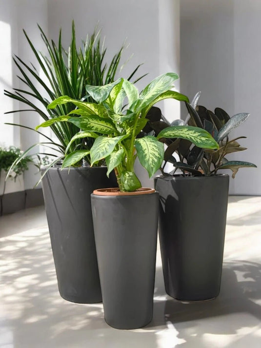 Executive Green Suite | Yucca , Rubber Plant, Dieffenbachia | Black Long Ceramic Pot Set - Freshplants