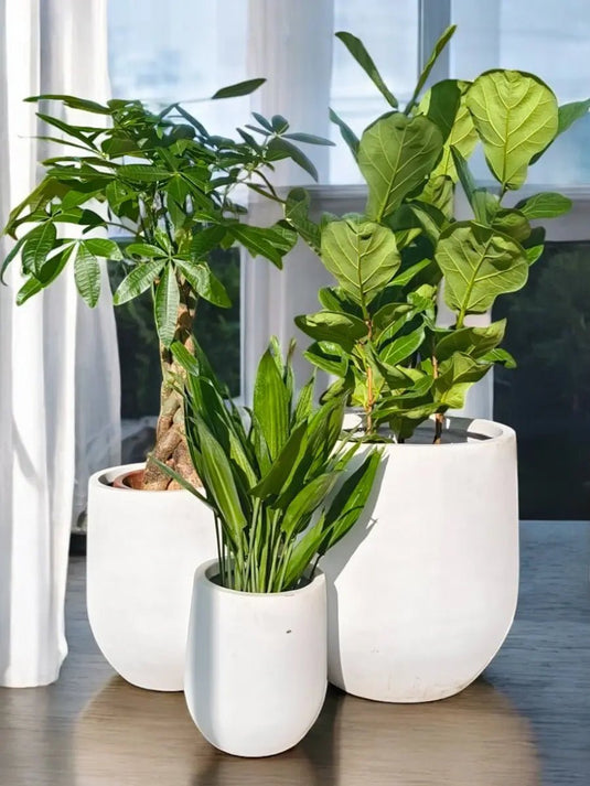 Exotic Green Fusion | Ficus Lyrata 3PP, Pachira, Cordyline Plant | Ceramic Pot Set Included - Freshplants